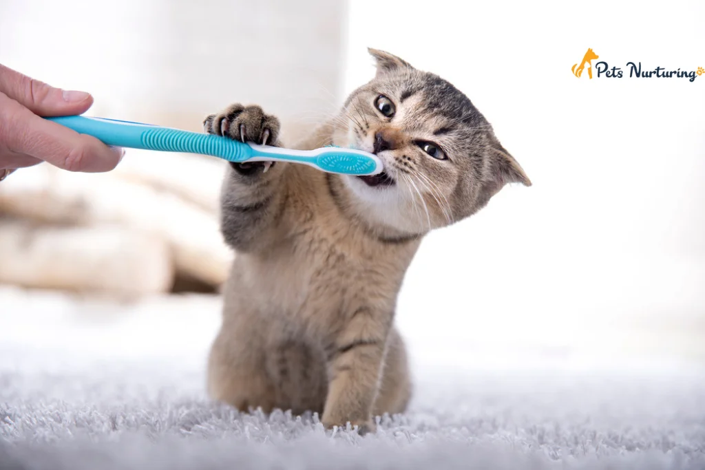 Tips On Cat Teeth Cleaning