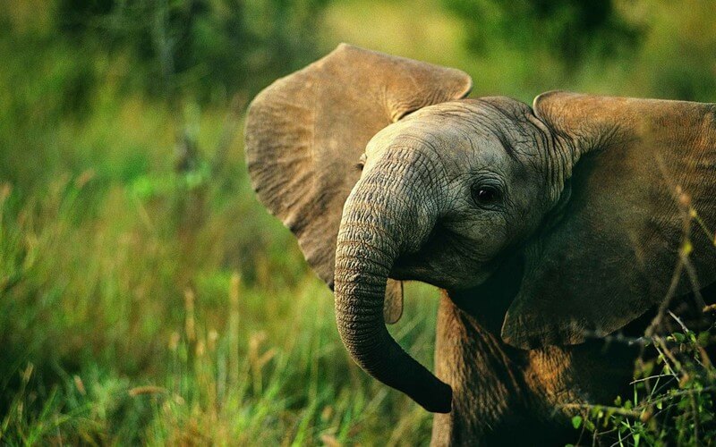 Zodiac Signs Animals: Capricorn Sign Animal - Elephant