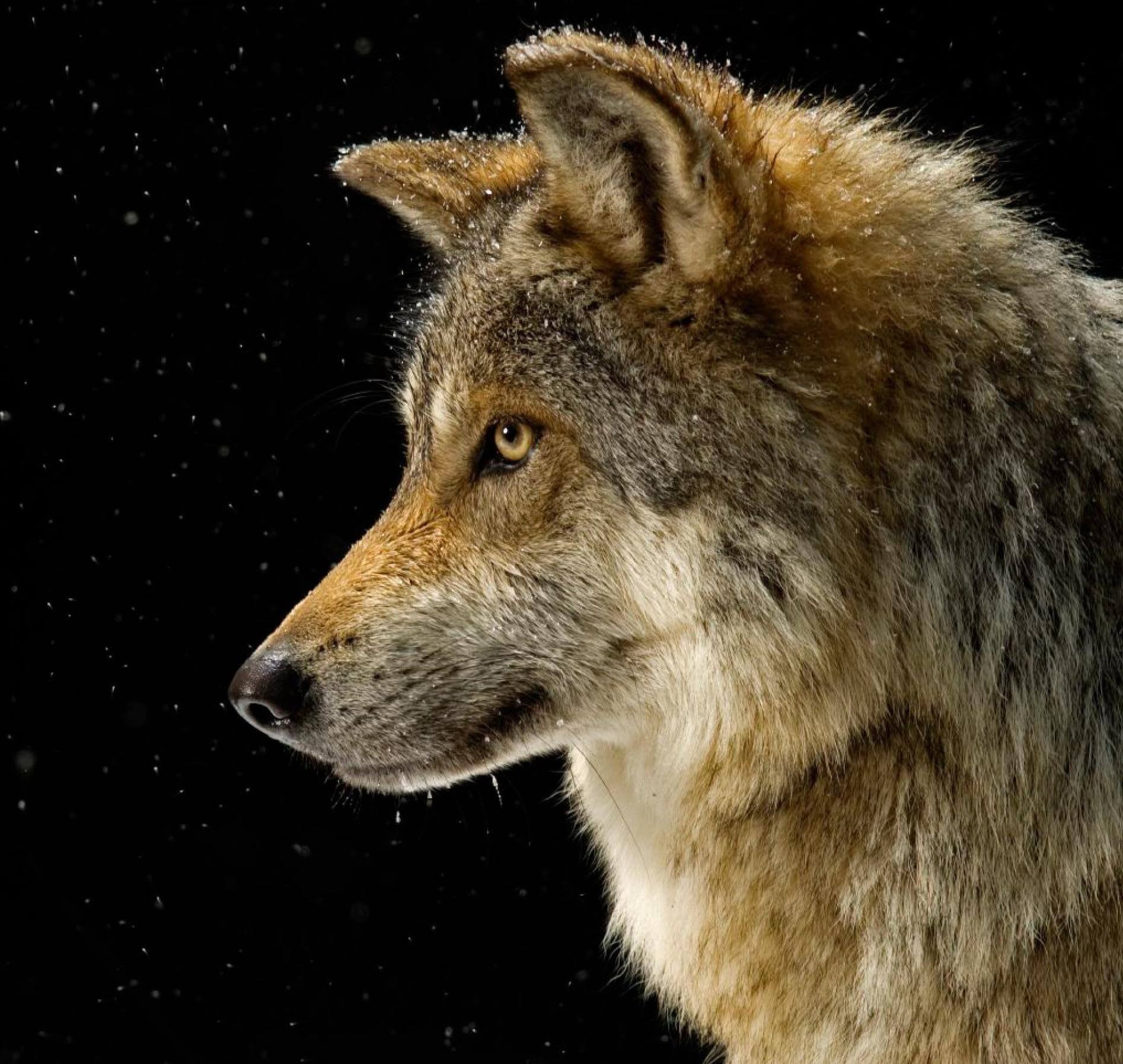 Zodiac Signs Animals: Aries Sign Animal - Wolf