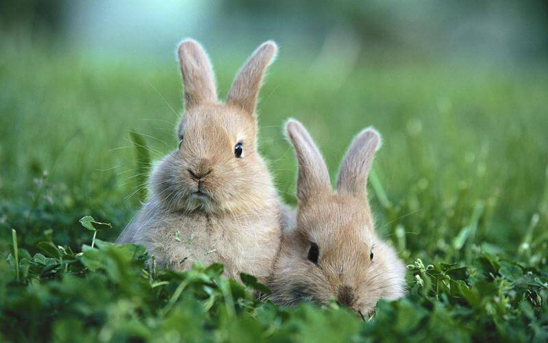 Zodiac Signs Animals: Virgo Sign Animal - Rabbit