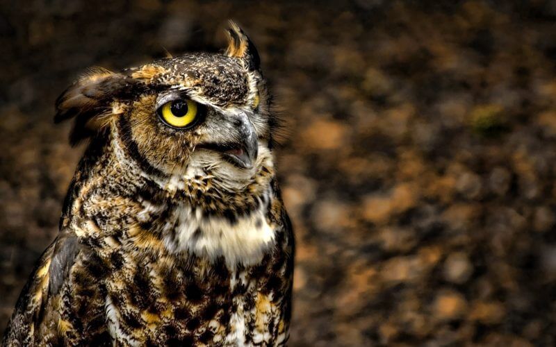 Zodiac Signs Animals: Sagittarius Sign Animal - Owl