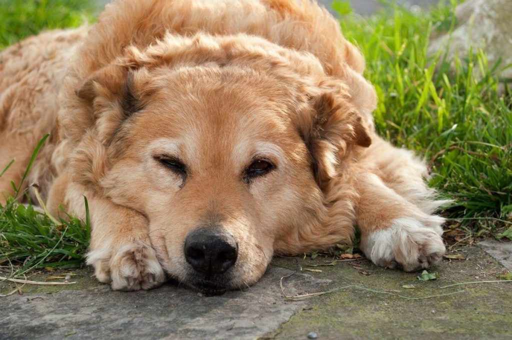  Arthritis in Dogs Best Treatment