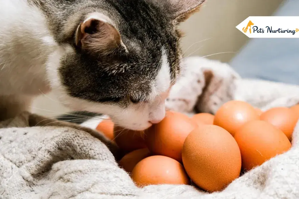Can Cats Eat Egg