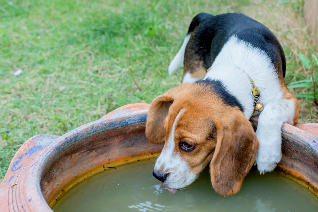 Water Consumptions of your Dog During the Summertime