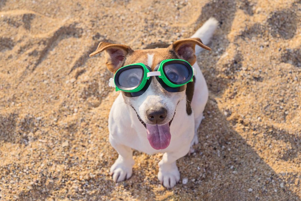 Do not Take your Dog to Direct Sun Exposure in the Summertime