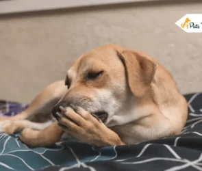 Dog Licking Paw