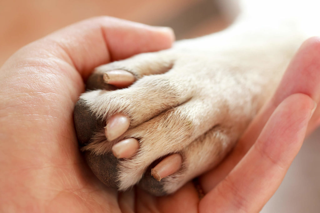 Dog Licking Paws due to Pain