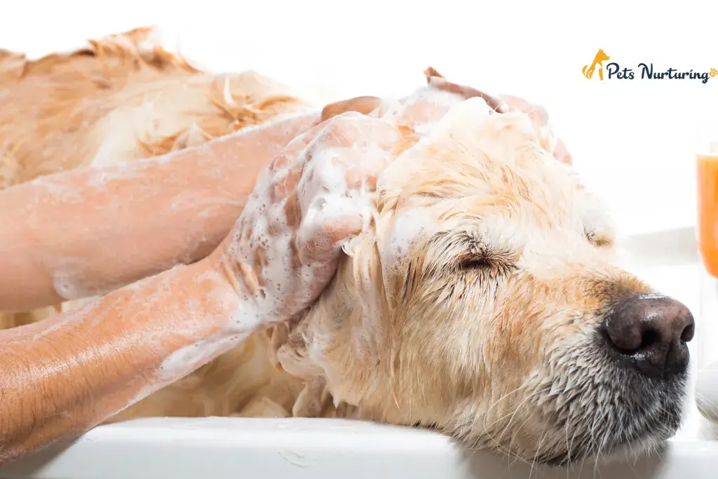 Human Shampoo on Dog