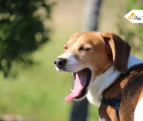 why do dog yawn