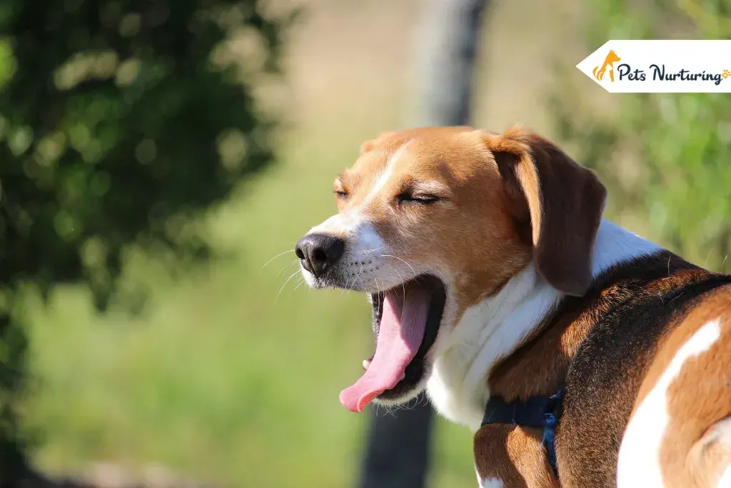 why do dog yawn