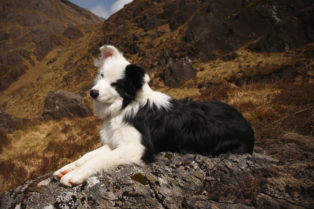Border Collie Best Hiking Dogs