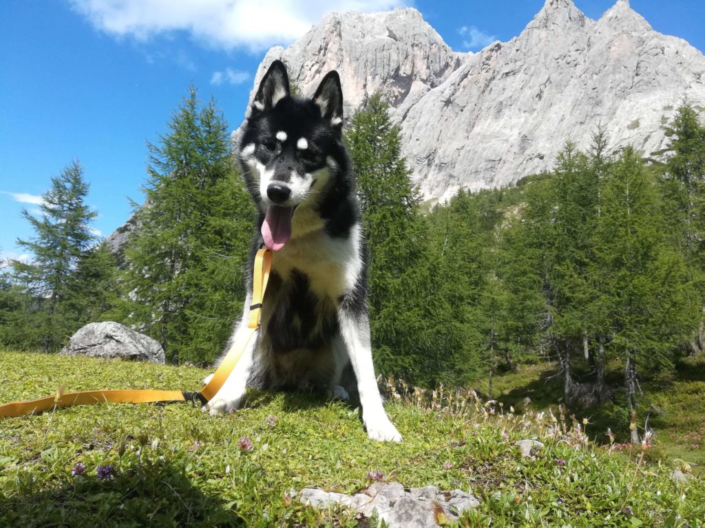Siberian Husky Best Hiking Dogs