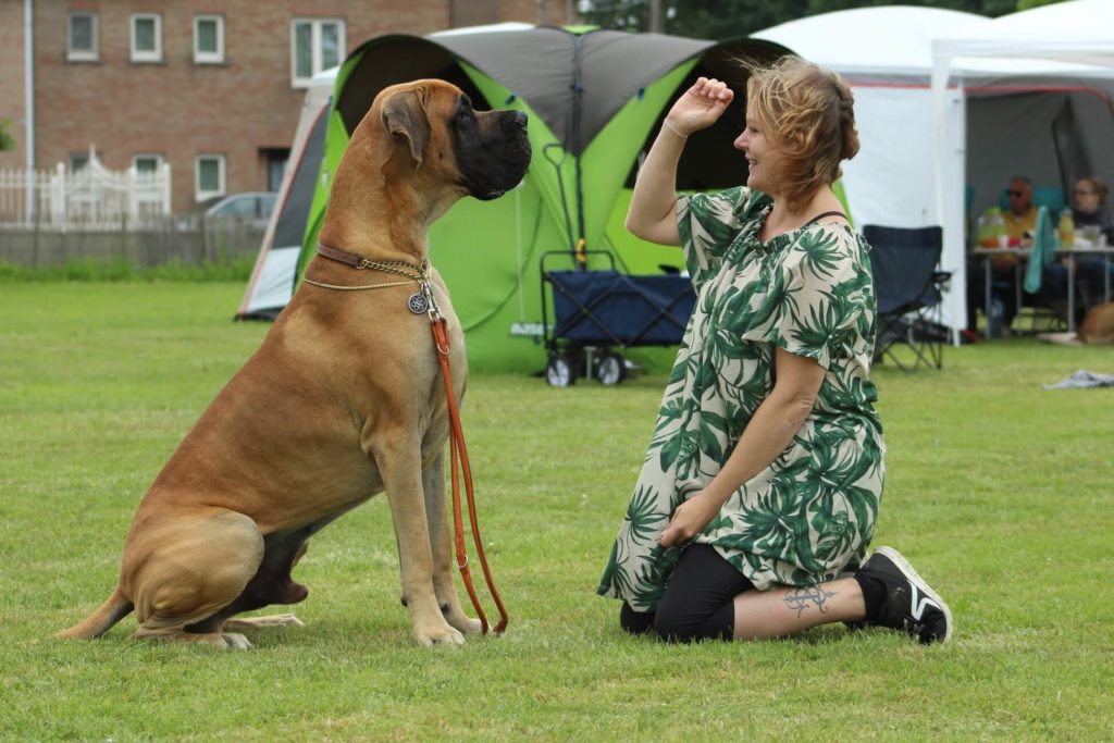 Biggest Dogs In The World