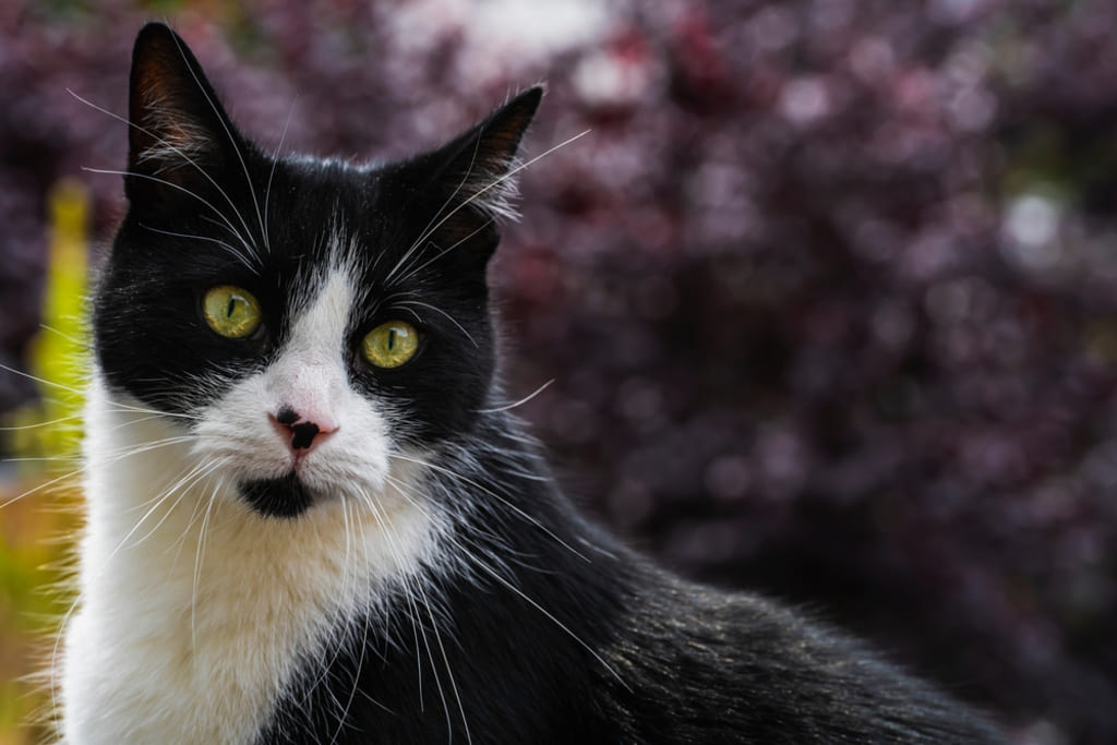 History of Tuxedo Cat