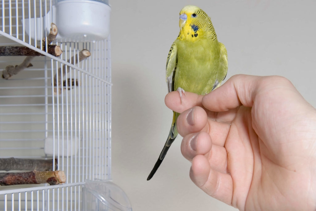 How to Train a Parakeet