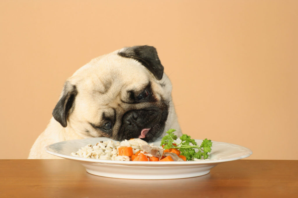  Rice for Dogs