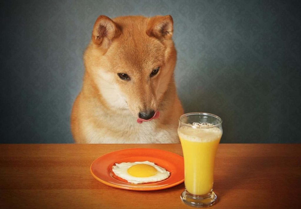 Eggs for Dogs