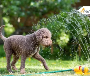 Keeping Dog Cool In Summer