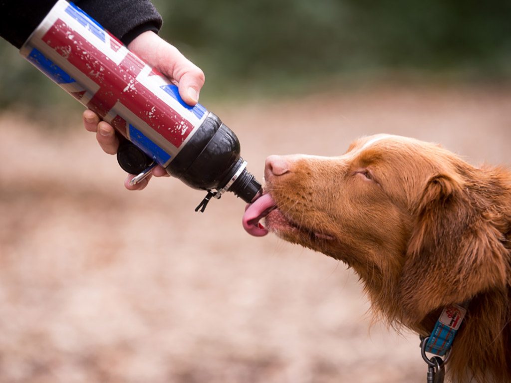 Keep Your Dog Hydrated