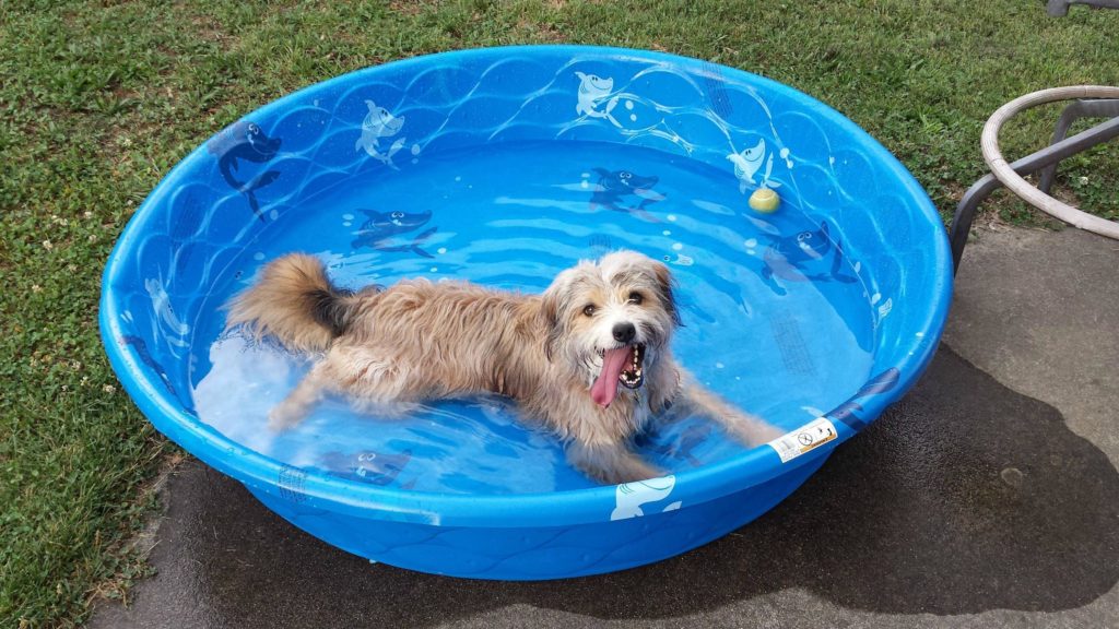 A Kiddie Pool would be Loved by Your Dog