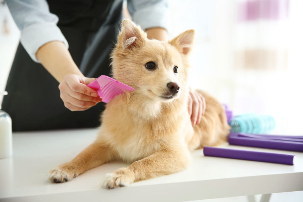 Grooming of Your Dog