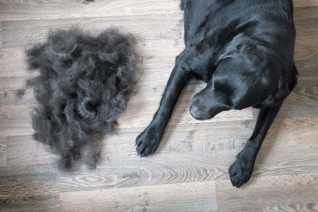 Reduce Hair Fall Of your Pet