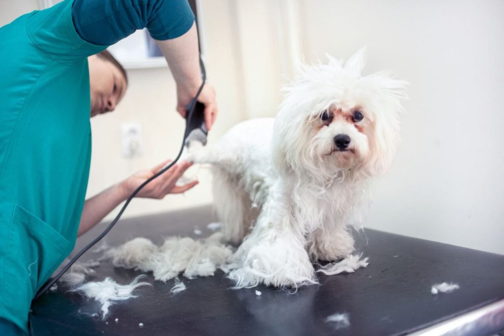 Treatment for Ringworm in Dogs