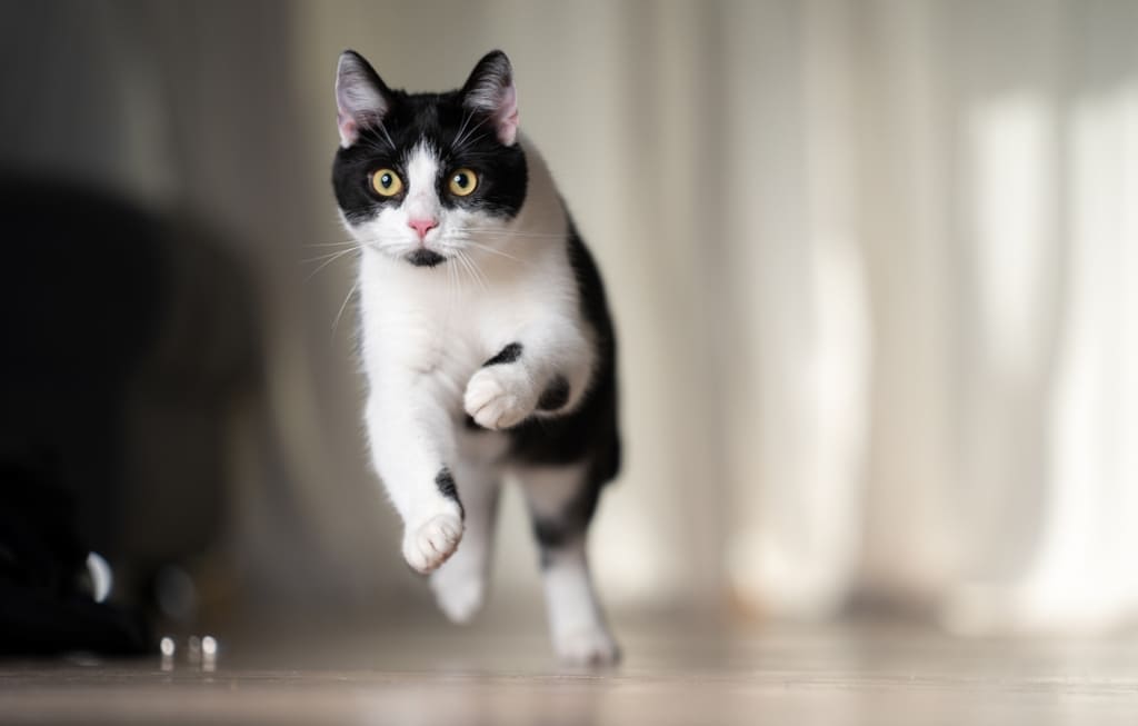 Tuxedo Cat Running
