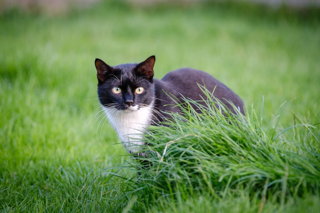 Tuxedo Cat Sitting on Grass