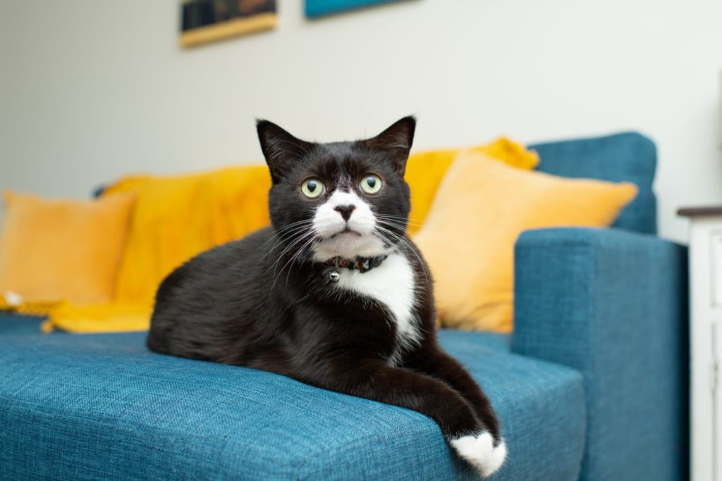 Tuxedo Cat Sitting on a Sofa