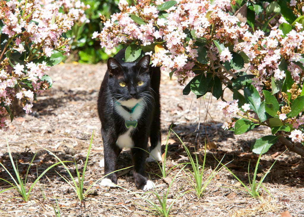 Tuxedo Cat in Garden