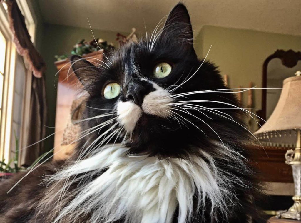 Tuxedo Cat: Long-haired