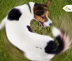 Why Do Dog Circle Before Lying Down