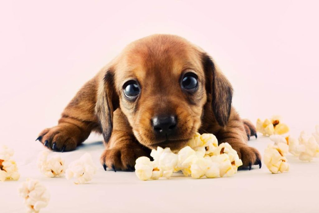Can Dogs Have Popcorn