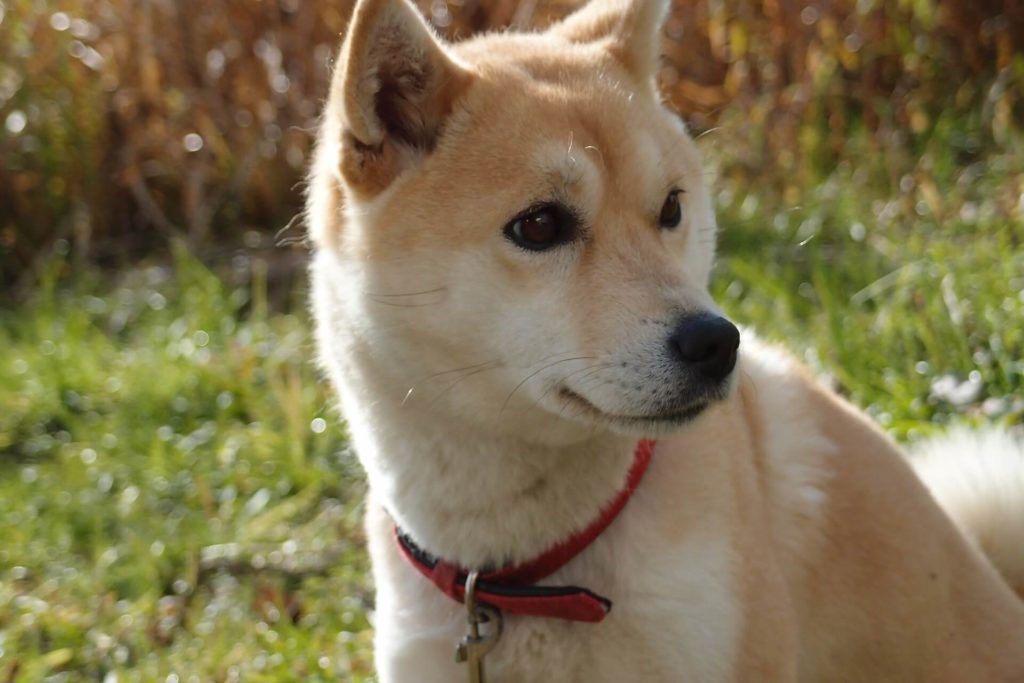 Attentive and Alert Shiba Inu Dog