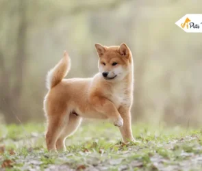 Shiba Inu dogs