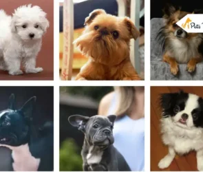 Toy Dog Breed