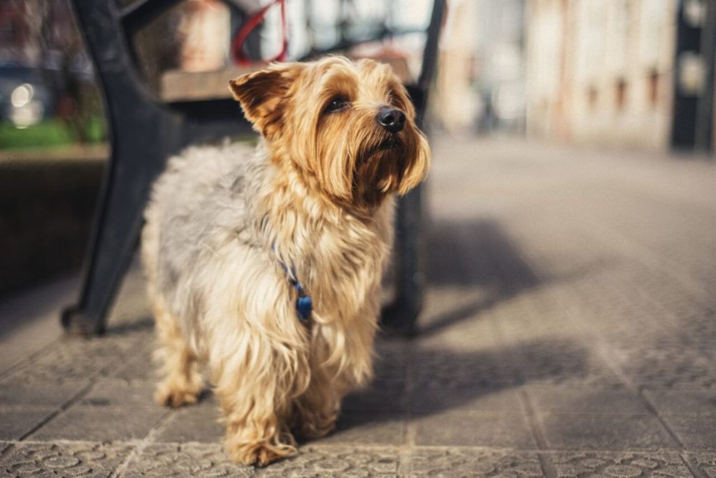 Yorkshire Terrier: Toy Dog Breeds