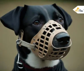 muzzle for dog