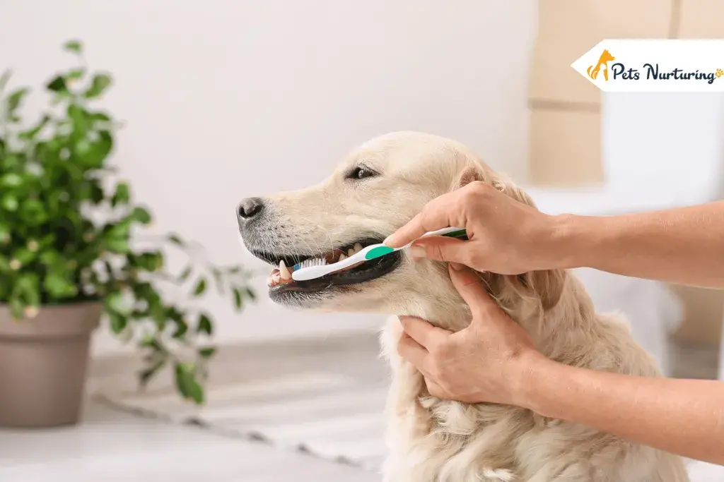 Dental Tips For Dog