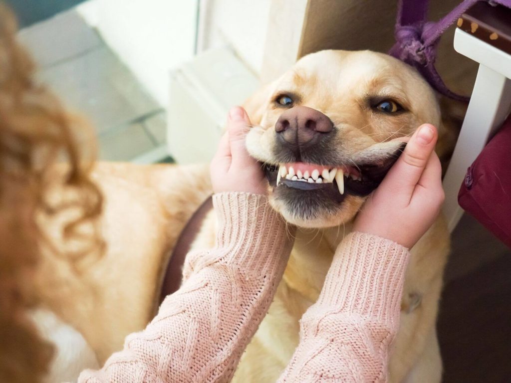 Dental Tips For Dogs