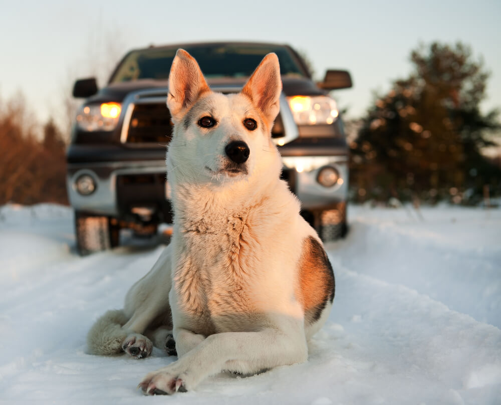 Don't Leave Them Unattended in a Car of Dog in Winter