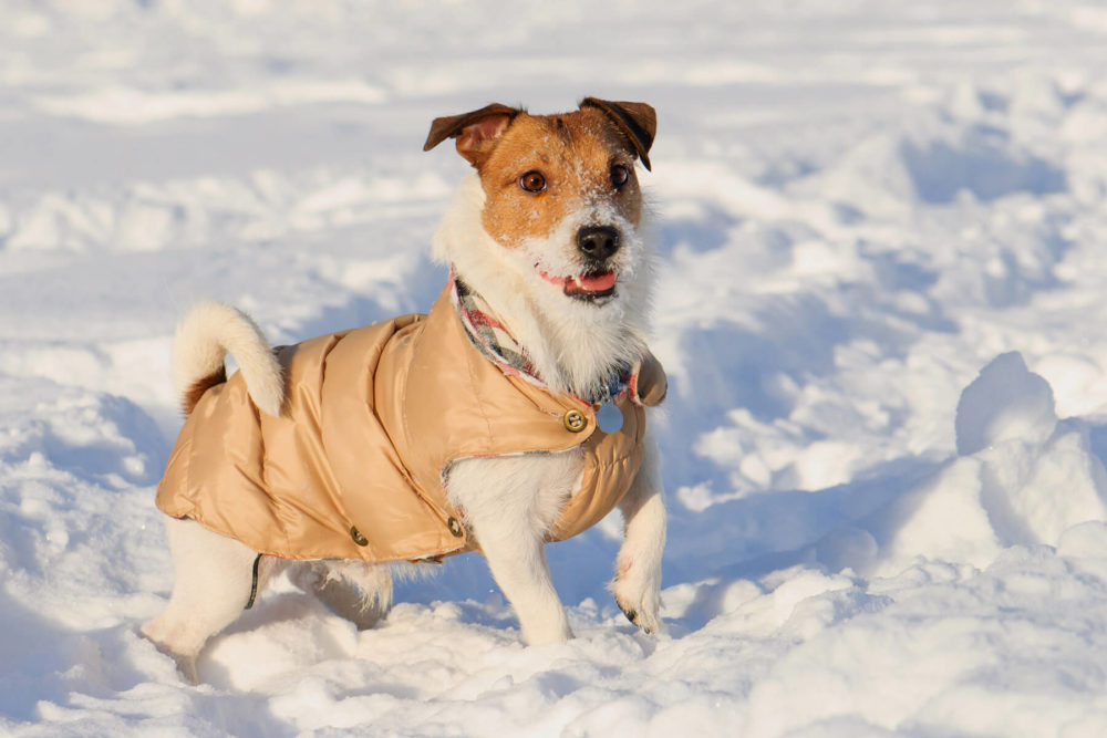 Avoid Exposure to Antifreeze of Dog in Winter