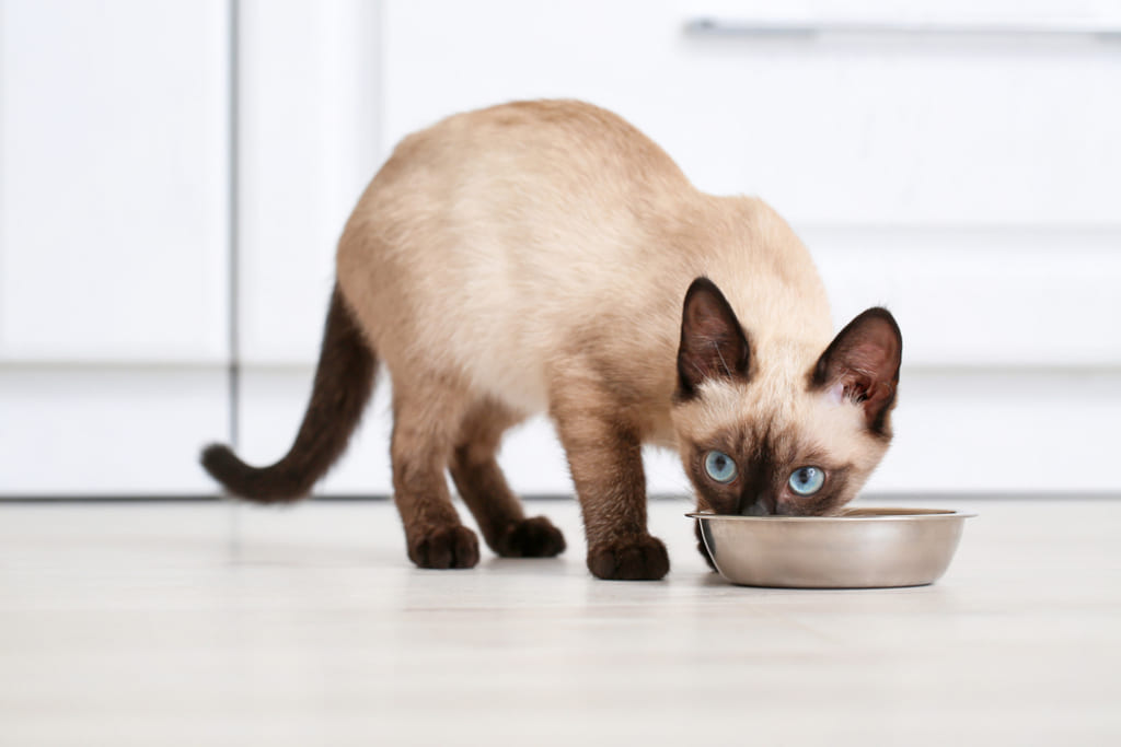 Siamese Cat Eating from Food Bowl