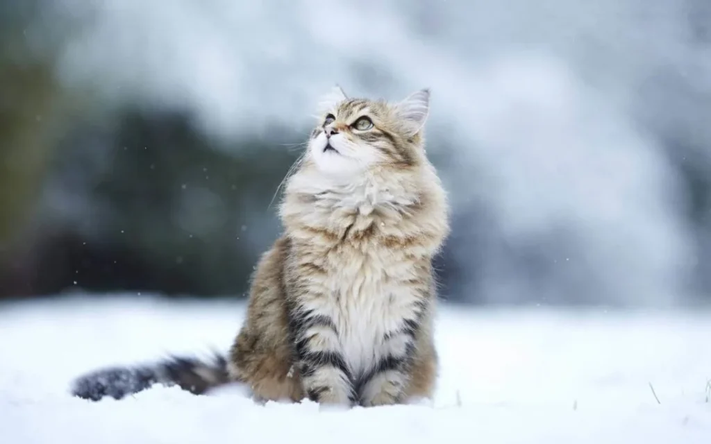 Looks of Siberian Cat