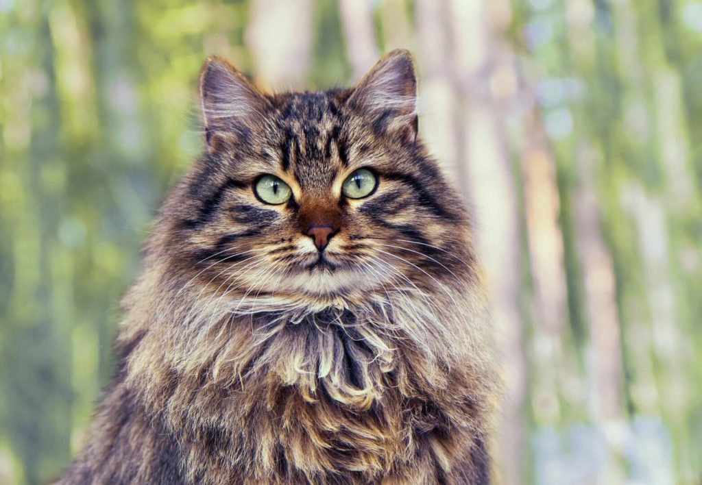 Everything That You Should Know About Siberian Cat Before Getting It In ...