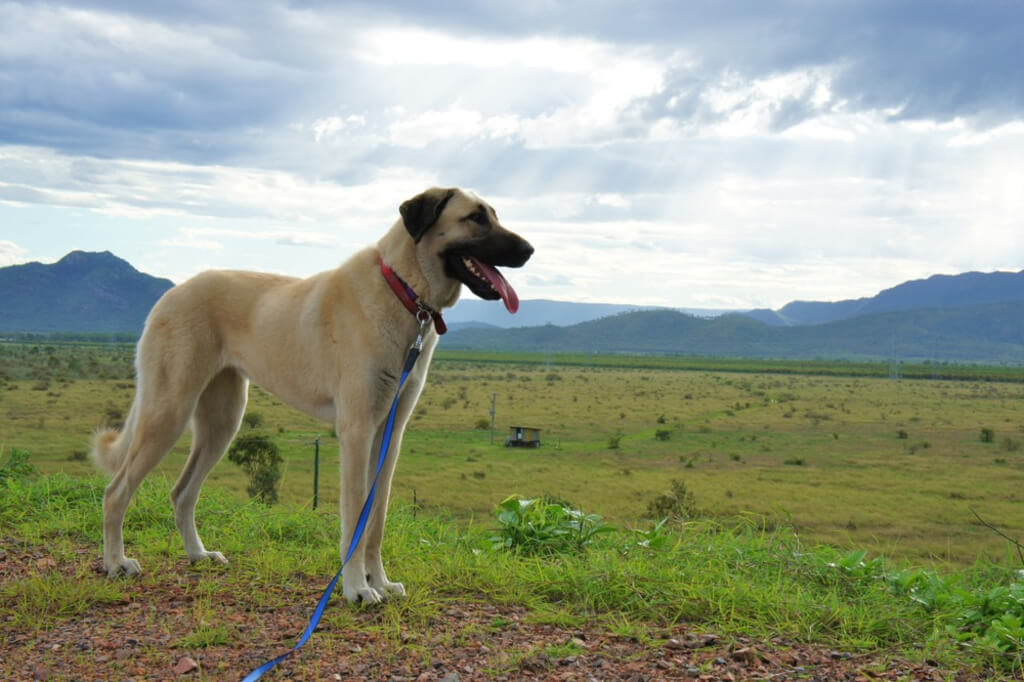 Characteristics and Temperament of anatolian shepherd dog