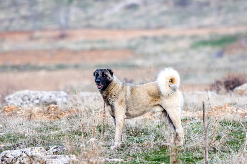 Grooming Needs of anatolian shepherd dog