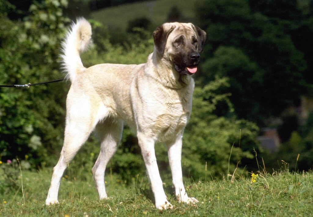 Coat Type and Color of anatolian shepherd dog