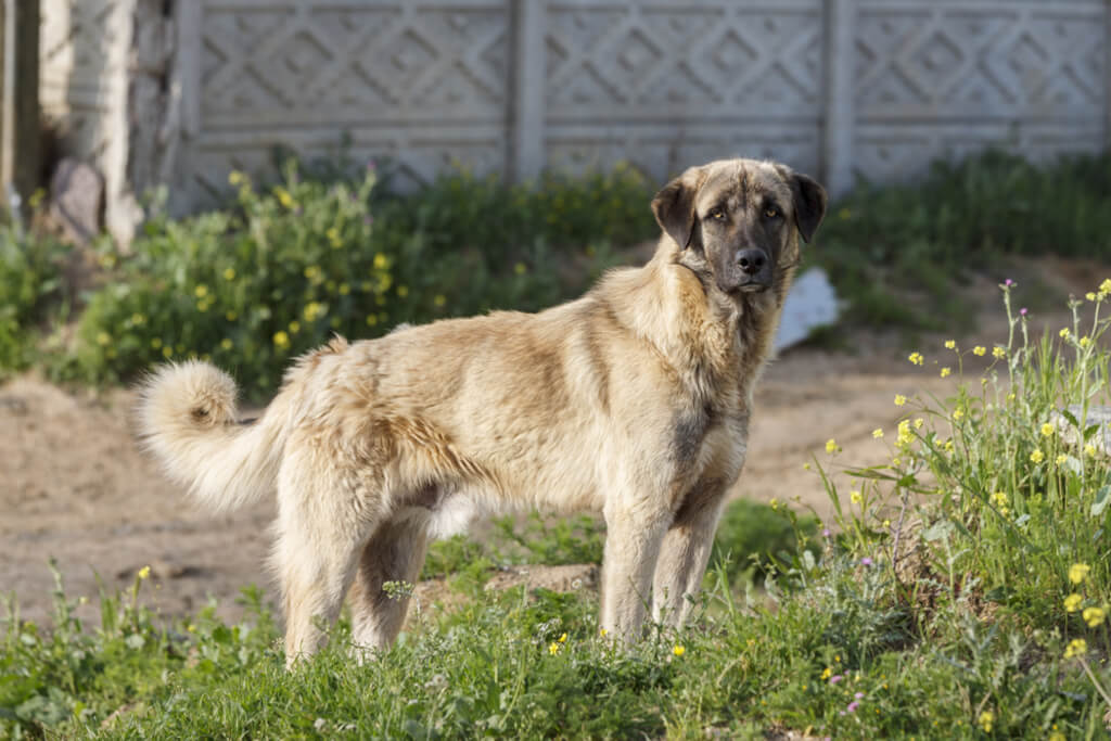 Behavior and Training of anatolian shepherd dog